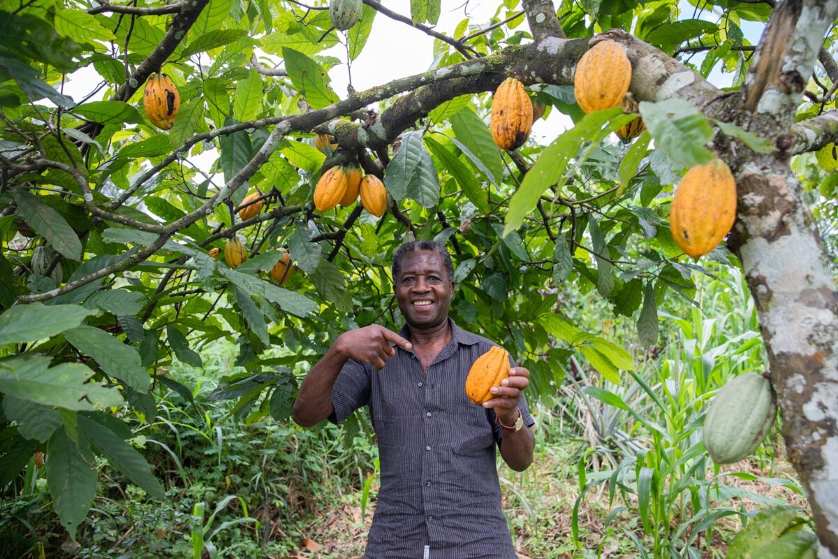 cacao, cote, ivoire, plantation, prix, hausse, bourse