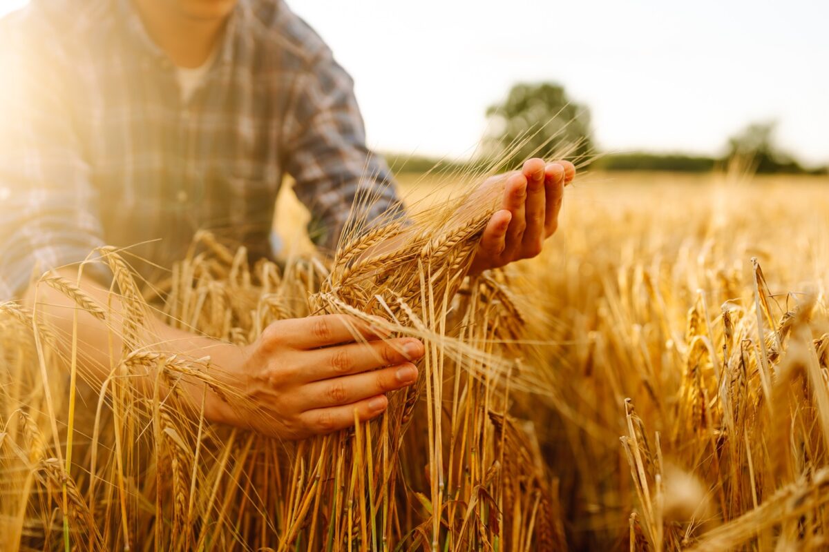 blé, agriculture, production, baisse, monde, france, prévision, 2024