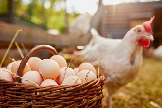 alimentation, oeuf, consommation, france, agriculture, élevage, poule, cnpo