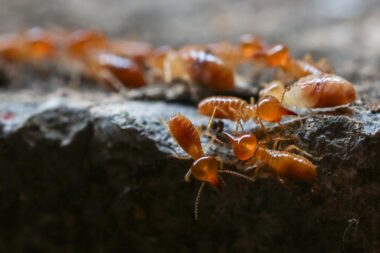 Termites : quels sont les risques pour votre maison ?