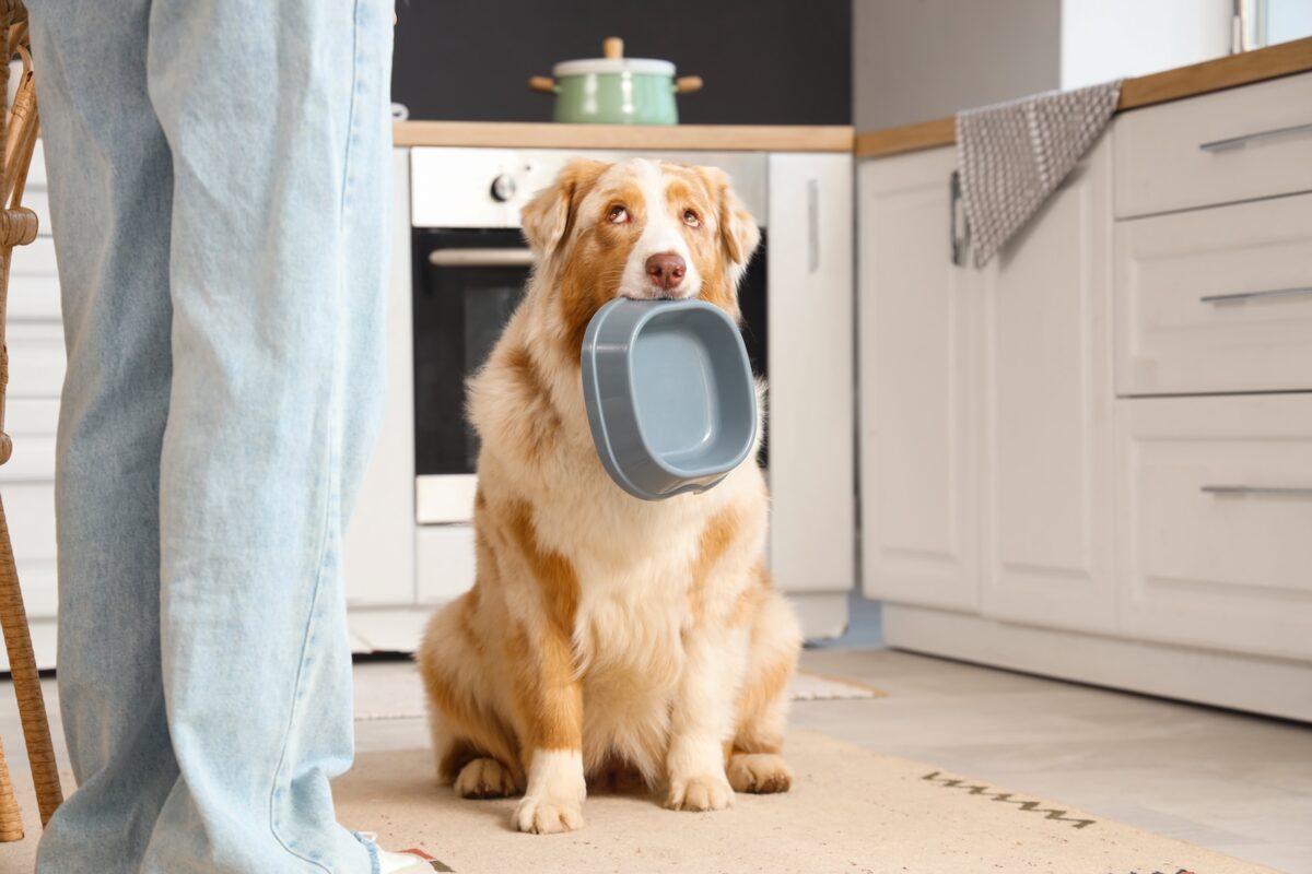 budget-francais-croquettes-chien-passent-avant