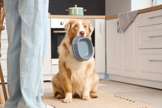 budget-francais-croquettes-chien-passent-avant