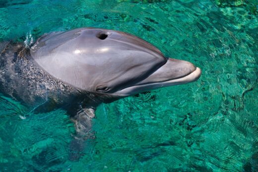 Dauphin Ia Google Traduction Dolphingemma