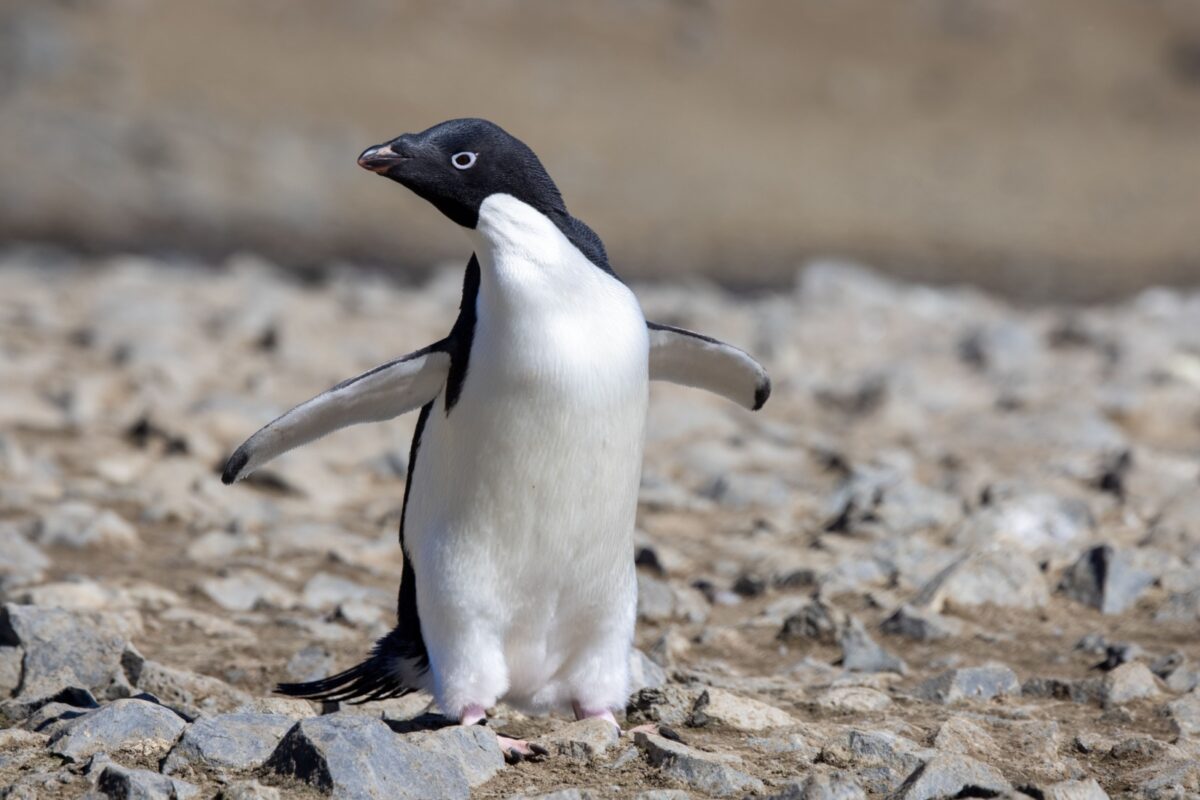Antarctique