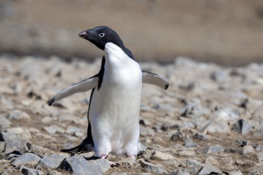 Antarctique