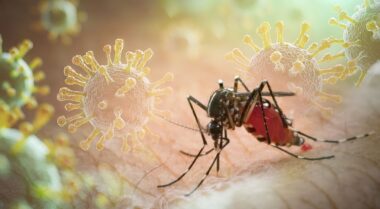 Chikungunya éco