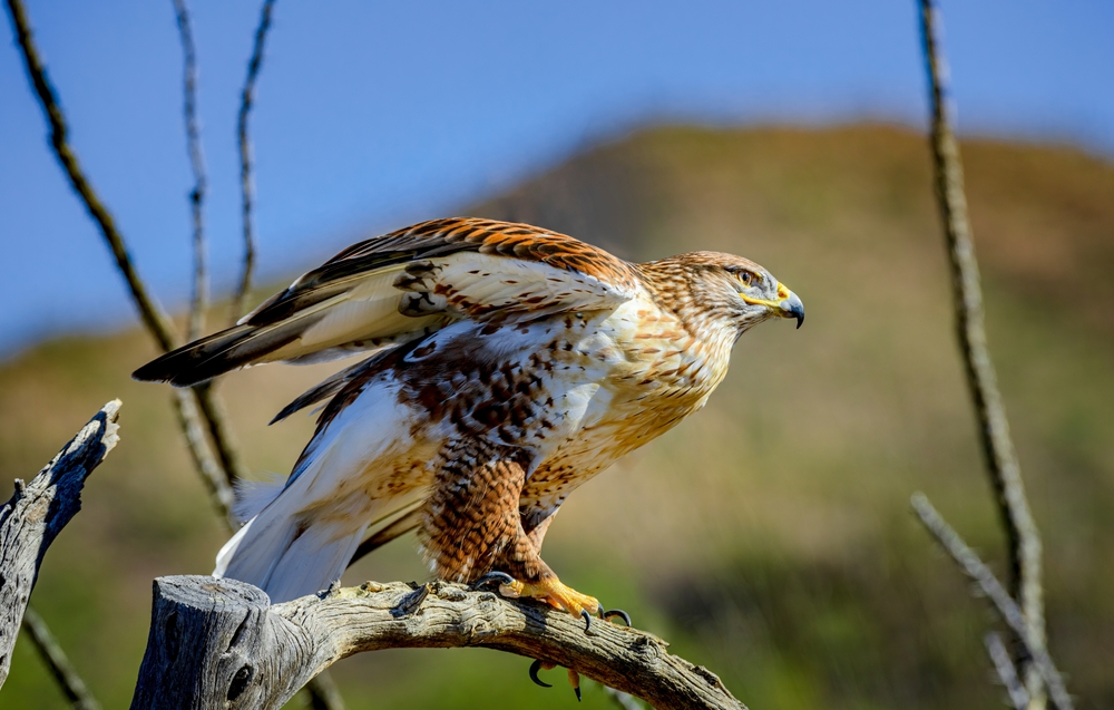 Sologne : des oiseaux protégés tués, Olivier Bouygues placé en garde à vue