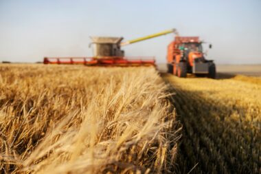 Récolte de blé 2025 : forte hausse après une année noire